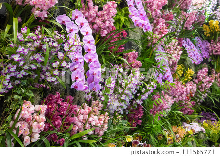 Many orchid flowers flower arrangement Many orchid flowers flower arrangement 111565771