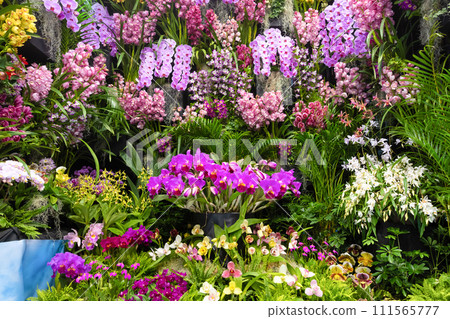 Many orchid flowers flower arrangement 111565777