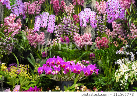 Many orchid flowers flower arrangement Many orchid flowers flower arrangement 111565778