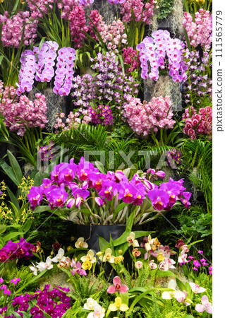 Many orchid flowers flower arrangement 111565779