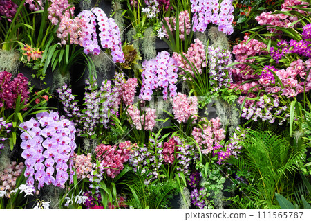 Many orchid flowers flower arrangement 111565787