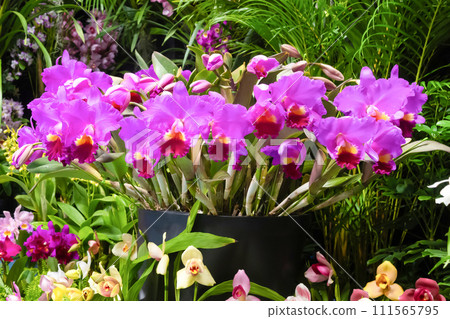 Many orchid flowers flower arrangement Many orchid flowers flower arrangement 111565795