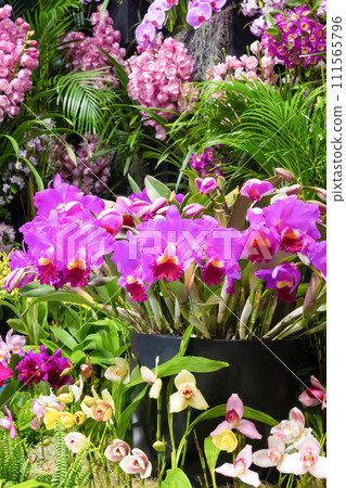 Many orchid flowers flower arrangement 111565796