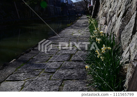 Hachimanbori_Daffodils Hachimanbori_Daffodils 111565799