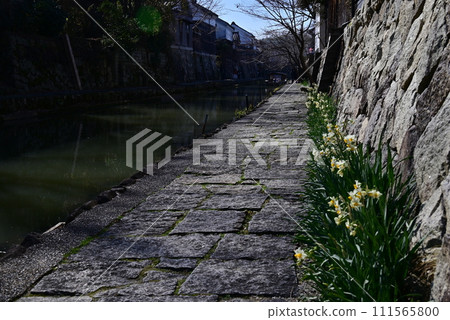 Hachimanbori_Daffodils Hachimanbori_Daffodils 111565800