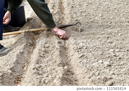 A man plants onions in the soil. 111565814