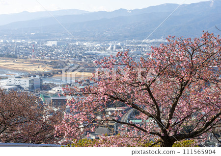 從松田山看到的櫻花盛開的街景 111565904