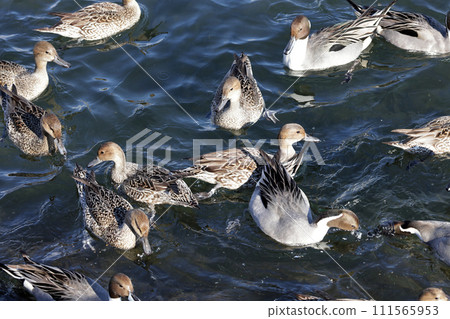 Duck 111565953