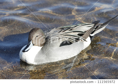 鴨 鴨 111565972