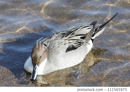 鴨 鴨 111565973