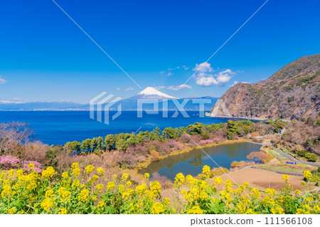 (Shizuoka Prefecture) Mt. Fuji across the sea from Nishiizu Ida where rape blossoms bloom 111566108