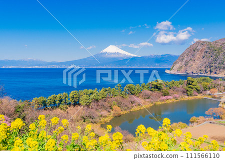(靜岡縣)與油菜花盛開的西伊豆井田隔海相望的富士山 (靜岡縣)與油菜花盛開的西伊豆井田隔海相望的富士山 111566110
