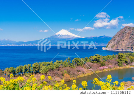 (Shizuoka Prefecture) Mt. Fuji across the sea from Nishiizu Ida where rape blossoms bloom (Shizuoka Prefecture) Mt. Fuji across the sea from Nishiizu Ida where rape blossoms bloom 111566112