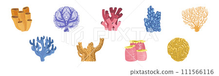 Colorful Reef Coral and Marine Hydranths Vector Set 111566116