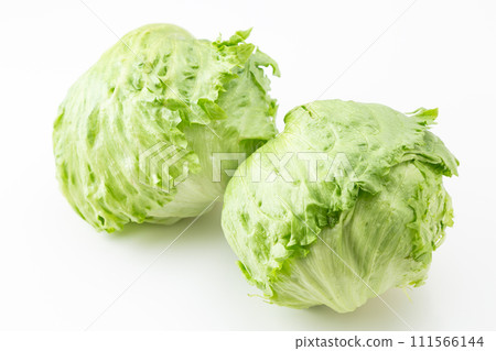 lettuce on white background lettuce on white background 111566144