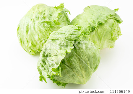 lettuce on white background lettuce on white background 111566149