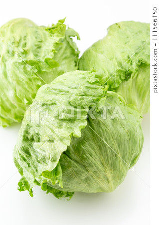 白色背景上的生菜 白色背景上的生菜 111566150