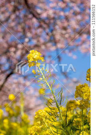 Vibrant collaboration of rape blossoms and Kawazu cherry blossoms 111566152