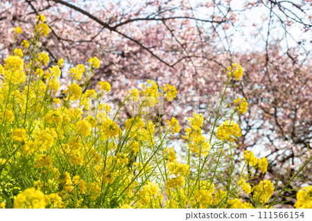油菜花與河津櫻花的生氣協作 111566154
