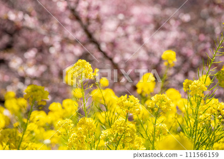Vibrant collaboration of rape blossoms and Kawazu cherry blossoms 111566159