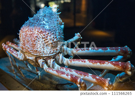 Japanese spider crab 111566265