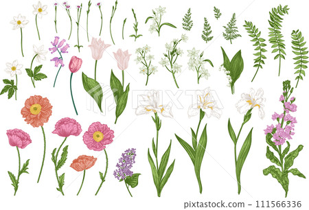 Set with spring and summer flowers. Blooming garden. Botanical illustration. Tulips, poppies, irises, cannons, levkoy. Colorful. 111566336