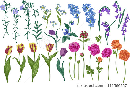 Set with spring and summer flowers. Garden plants. Illustration. Tulips, hyacinths, flax, ranunculus, hyacinthoides. Engraving style. Set with spring and summer flowers. Garden plants. Illustration. Tulips, hyacinths, flax, ranunculus, hyacinthoides. Engraving style. 111566337