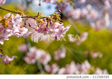 Spring colors with Kawazu cherry blossoms and rape blossoms 111566395