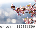 Kawazu cherry blossoms sparkle in the sunlight 111566399