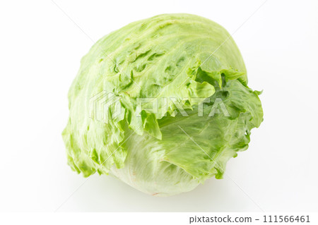 白色背景上的生菜 111566461