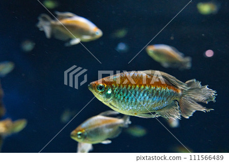 congo tetra congo tetra 111566489