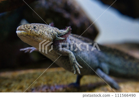 Mexican salamander Mexican salamander 111566490