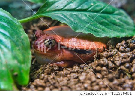 Red tomato frog 111566491
