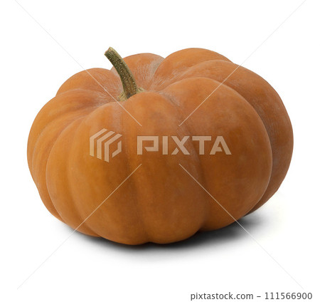 Close-up of a large ripe pumpkin isolated. Isolated pumpkin fruit. Autumn season. Halloween decor. 111566900