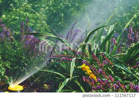 Sprinkler watering flowers on a hot day, Irrigation system,gardening,landscaping Sprinkler watering flowers on a hot day, Irrigation system,gardening,landscaping 111567117