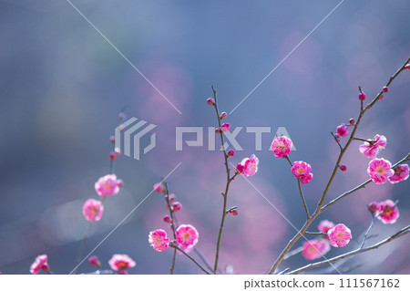 Red plum that announces the arrival of spring Red plum that announces the arrival of spring 111567162