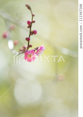 春日陽光下盛開的紅梅(豎圖) 春日陽光下盛開的紅梅(豎圖) 111567166