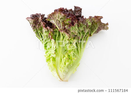 Sunny lettuce on white background 111567184