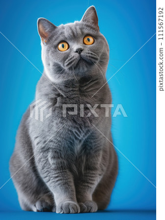 Advertising portrait, banner of full length smoky gray with large yellow eyes british shorthair cat, isolated on blue background 111567192