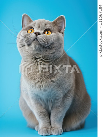 Advertising portrait, banner of full length british shorthair cat looks questioningly up, isolated on blue background 111567194