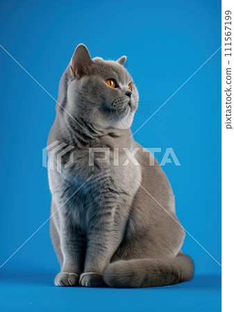 Advertising portrait, banner of smoky gray british shorthair cat watching with his head turned, isolated on blue background Advertising portrait, banner of smoky gray british shorthair cat watching with his head turned, isolated on blue background 111567199