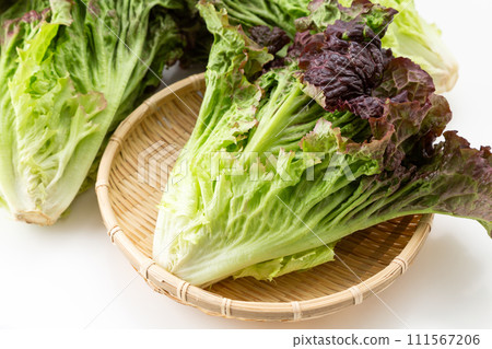 白色背景上的陽光生菜 111567206