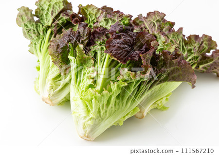 白色背景上的陽光生菜 白色背景上的陽光生菜 111567210