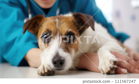 Quite jack russel dog at a veterinarian's appointment laying on the table, a doctor in a medical gown in the background Quite jack russel dog at a veterinarian's appointment laying on the table, a doctor in a medical gown in the background 111567247
