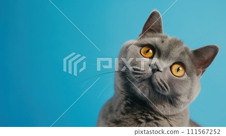 Advertising portrait, banner of smoky gray british shorthair cat with head tilted to the side, isolated on blue background Advertising portrait, banner of smoky gray british shorthair cat with head tilted to the side, isolated on blue background 111567252