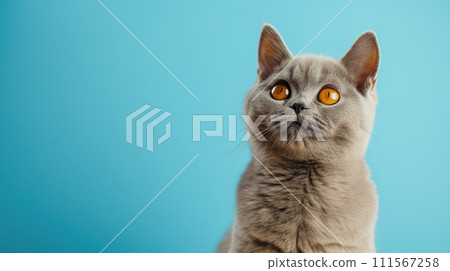 Advertising portrait, banner of smoky gray british shorthair cat sits quietly and looks up, isolated on blue background Advertising portrait, banner of smoky gray british shorthair cat sits quietly and looks up, isolated on blue background 111567258