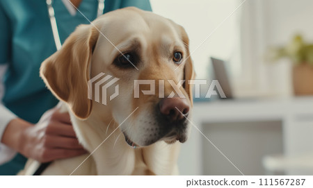 A dog at a veterinarian's appointment sitting on the table, a doctor in a medical gown in the background A dog at a veterinarian's appointment sitting on the table, a doctor in a medical gown in the background 111567287