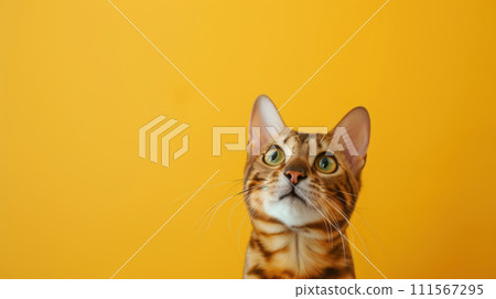 Advertising portrait, banner of young, striped bengal cat listens carefully and looks up, isolated on yellow background Advertising portrait, banner of young, striped bengal cat listens carefully and looks up, isolated on yellow background 111567295