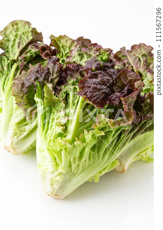 Sunny lettuce on white background Sunny lettuce on white background 111567296