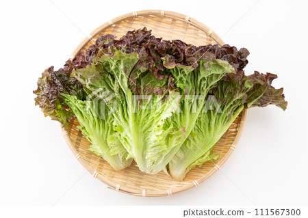 白色背景上的陽光生菜 111567300